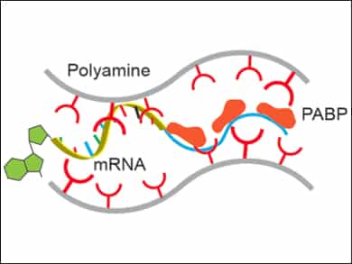 Messenger RNA (mRNA)