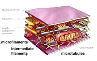 Mikrotubulus dan Mikrofilamen (sitoskeleton)