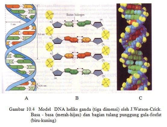 Model DNA heliks ganda