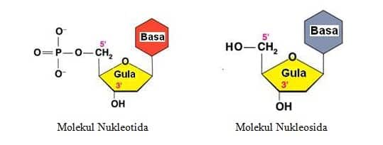 Molekul Nukleotida