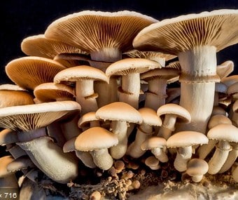 Manusia kehidupan adalah dalam ….. pembuatan bermanfaat yang bagi jamur oncom Soal Uji