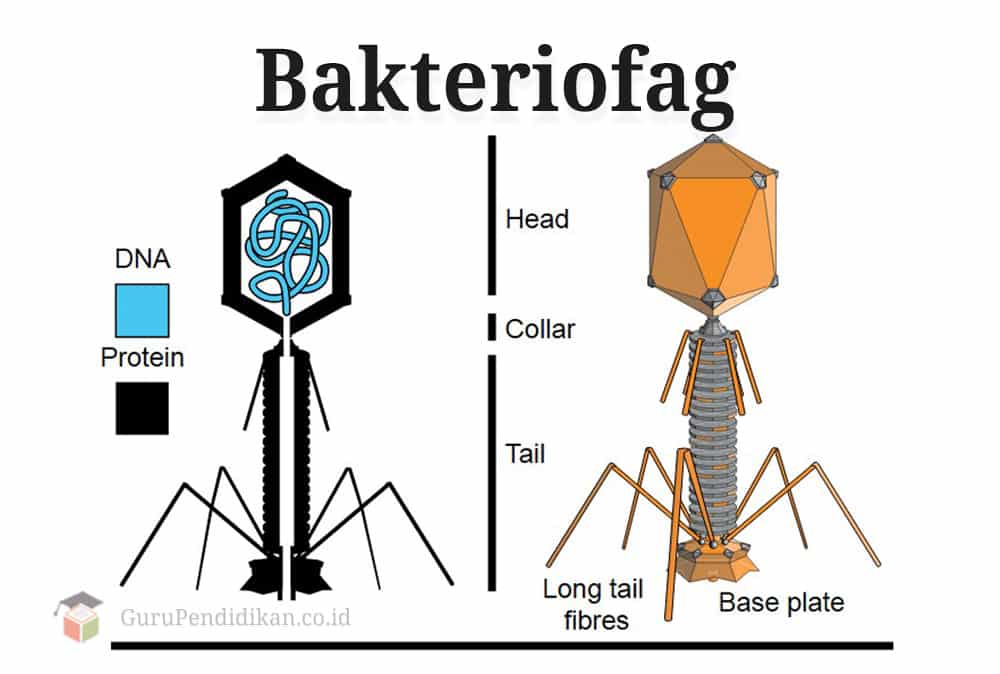 Pengertian-Bakteriofag