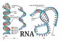 Pengertian-RNA