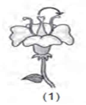 Penyerbukan pada bunga yang memiliki ciri seperti diatas berlangsung secara