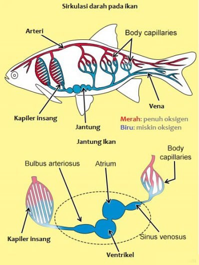 Pembuluh darah punggung atau dorsal pada ikan berfungsi untuk