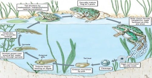 Perubahan Proses Metamorfosis Amfibia