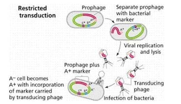 Proses transduksi khusus pada bakteri
