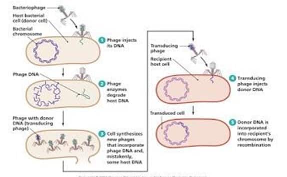 Proses transduksi umum pada bakteri