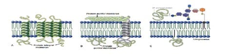 Protein Membran