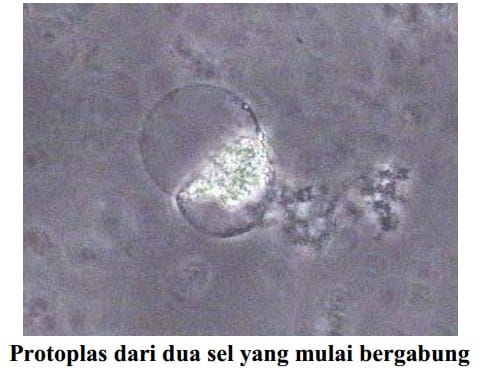 Protoplas dari dua sel yang mulai bergabung