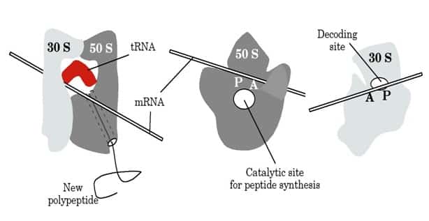RNA ribosom (rRNA)