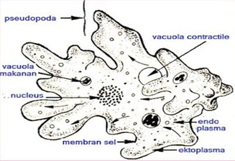 Rhizopoda struktur