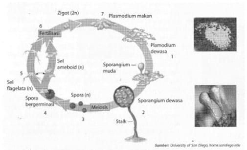 Siklus hidup Jamur Lendir Myxomycota