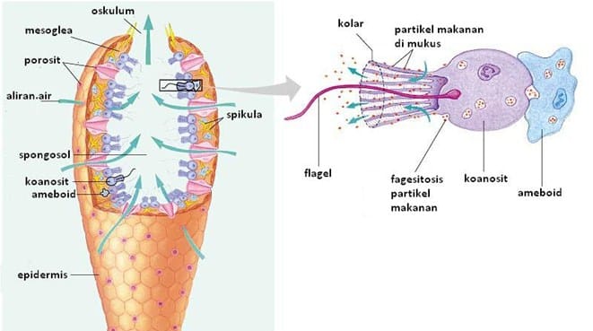 Sistem Ekskresi Porifera