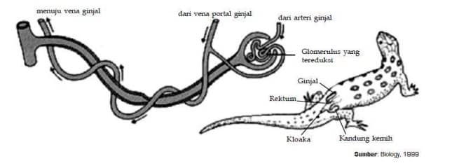 Sistem Ekskresi pada Reptil
