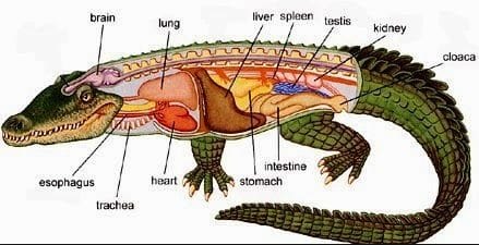 Keunikan dari hewan jenis reptilia adalah memiliki katup pada saluran