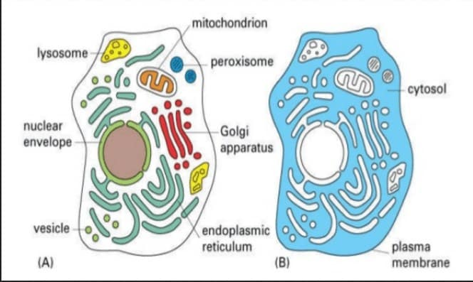 Pada sel sel respirasi di terjadi dalam organel Pernapasan seluler