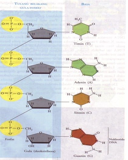Struktur Asam Deoksiribonukleat (DNA)