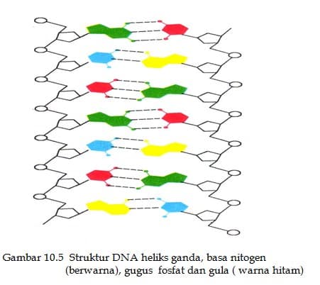 Struktur DNA heliks ganda