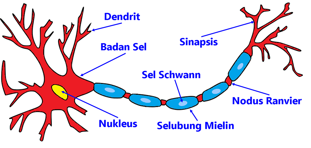 Struktur dan Bagian Sel Saraf (Neuron)