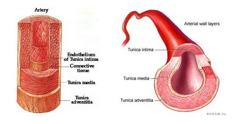 Arah aliran darah arteri dan vena