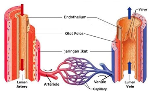Struktur dan fungsi vena