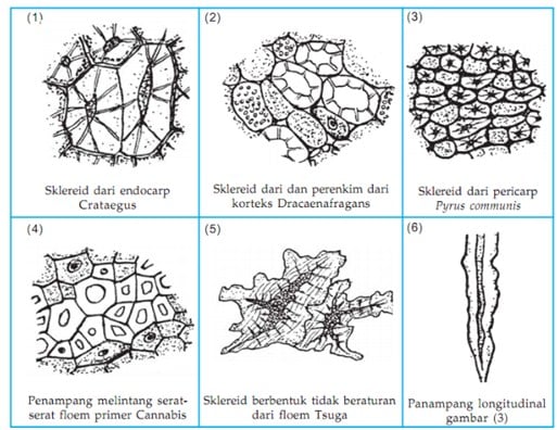 Struktur sel-sel batu