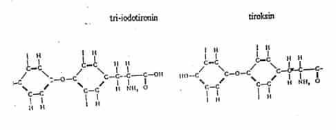 Struktur tri-iodotironin (kiri) dan tiroksin (kanan)