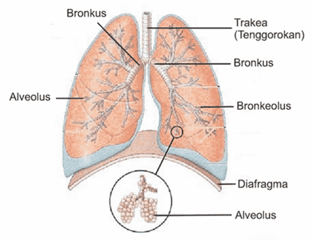 Struktur bagian paru-paru