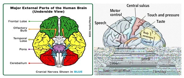 System saraf pusat