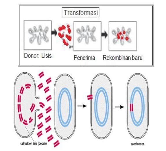 Transformasi Sel Bakteri