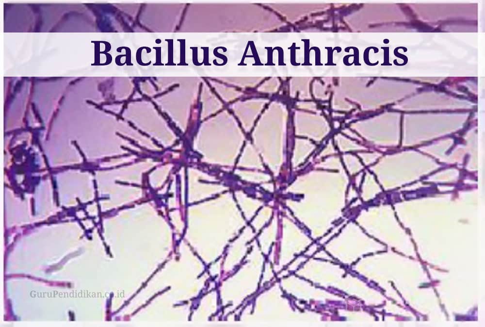bacillus-anthracis