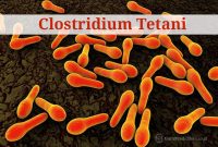 clostridium-tetani