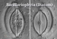 pengertian-bacillariophyta