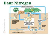 pengertian-daur-nitrogen