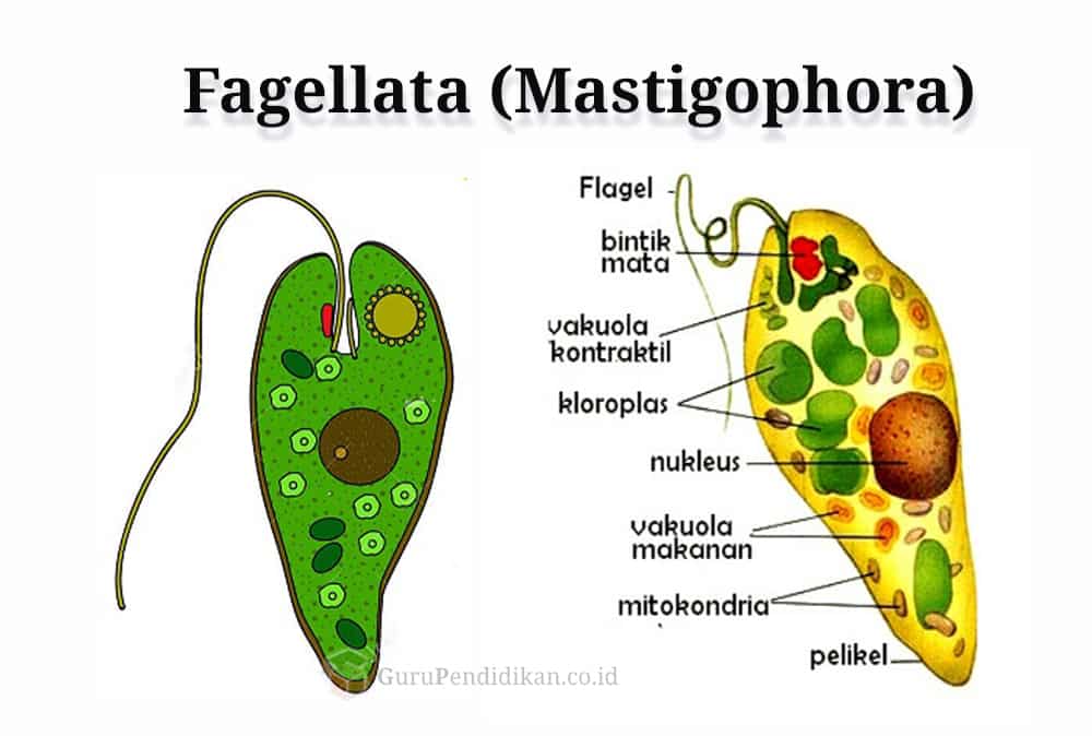pengertian-fagellata-(Mastigophora)