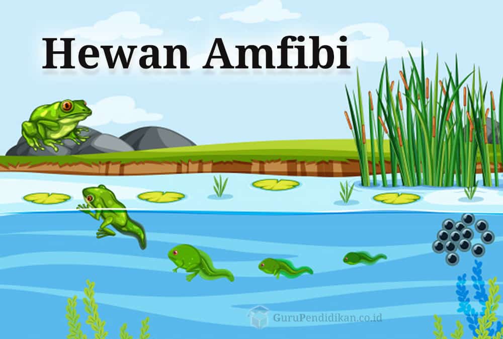 pengertian-hewan-amfibi