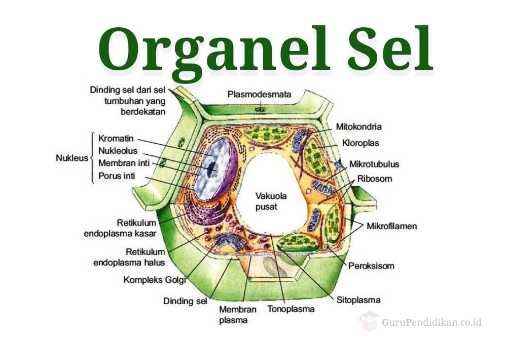 Pencernaan dalam sel dilakukan oleh organel