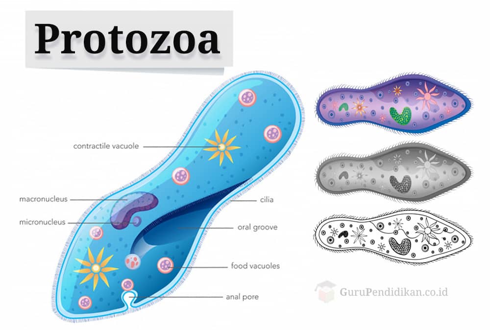 pengertian-protozoa