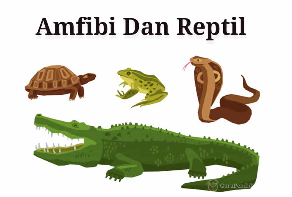 Mengapa reptil disebut hewan melata