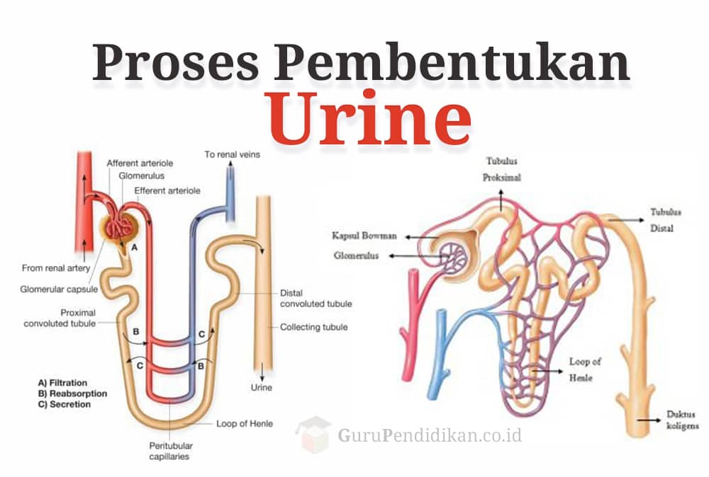Penyerapan kembali zat dalam urine primer yang masih berguna merupakan proses pembentukan urine taha