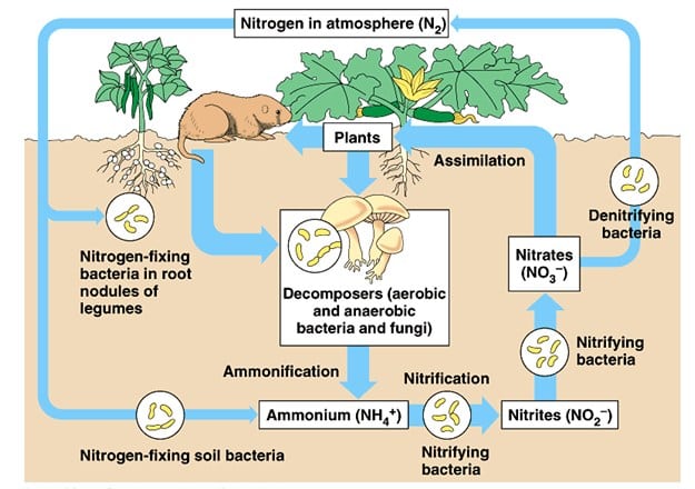 siklus nitrogen di alam