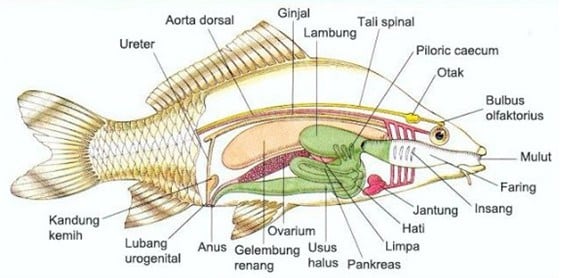 struktur ikan
