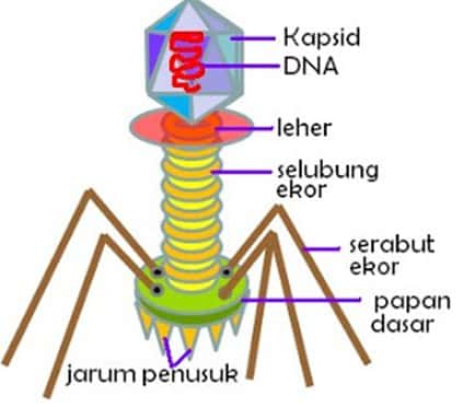 Kapsid pada virus yang tersusun dari subunit protein disebut dengan istilah