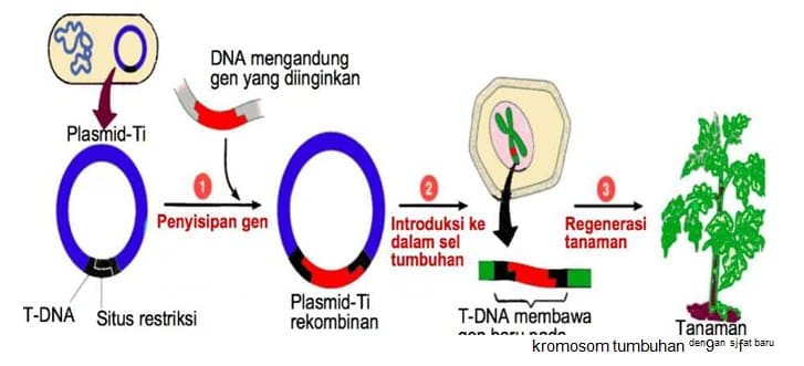 5. Memasukkan DNA Rekombinan ke Sel Target