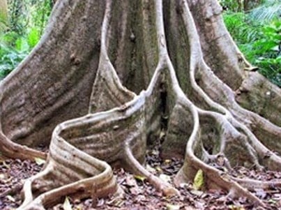 Terangkan mengenai akar tanaman