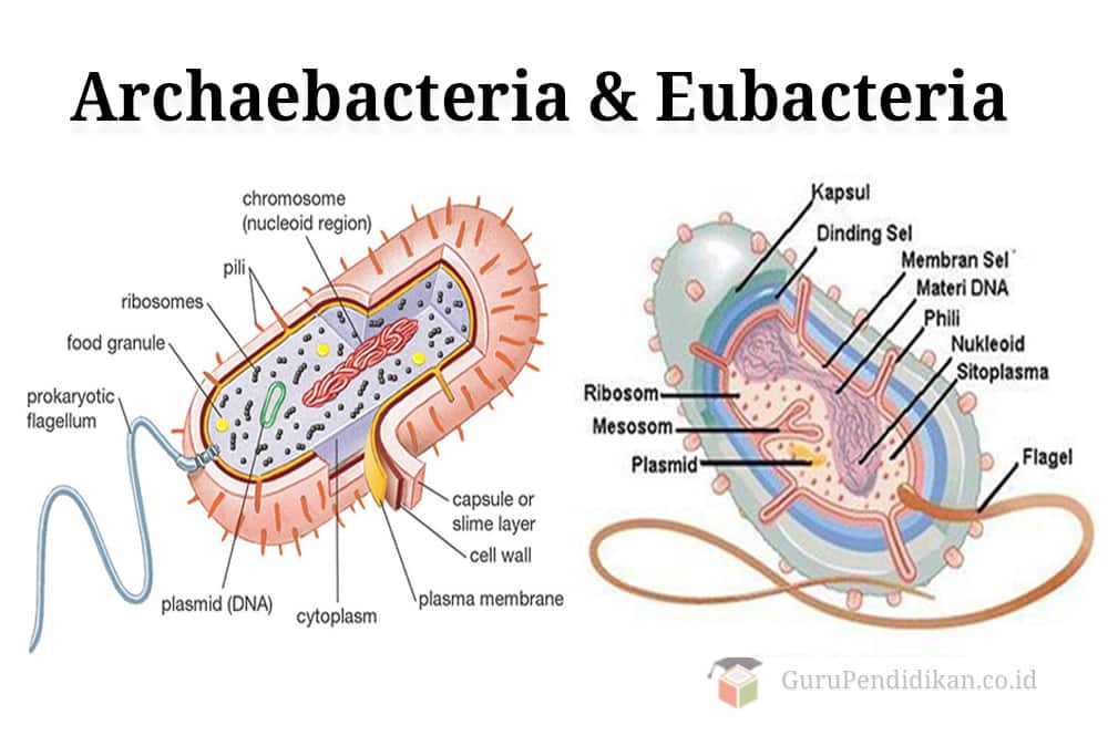 Archaebacteria-Dan-Eubacteria
