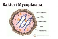 Bakteri-Mycoplasma