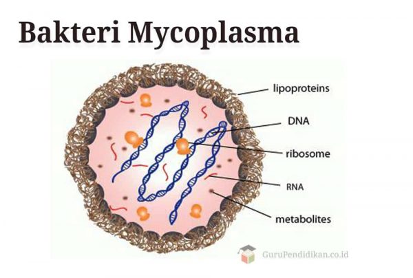 Bakteri Mycoplasma : Pengertian, Ciri, Struktur & Klasifikasi
