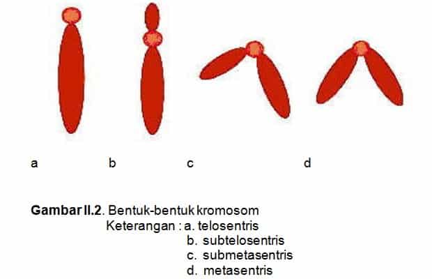 Bentuk kromosom